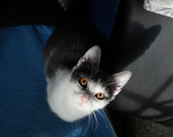 Lilli,Nelly,Frodo